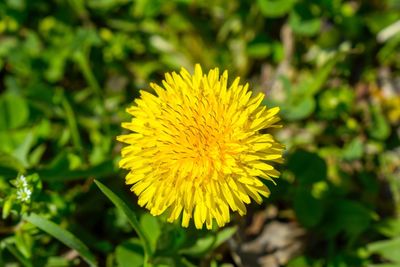 Close-up of yellow flowering plant