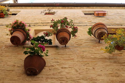 High angle view of potted plants on table