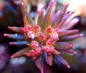 Close-up of pink flower