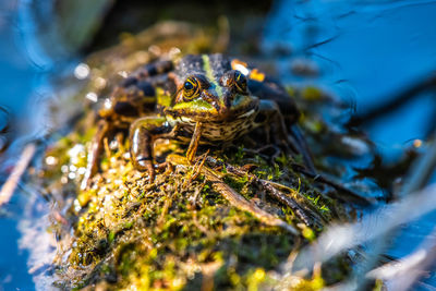 Close-up of lake frog on a tree stump