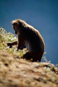 Side view of monkey sitting on field