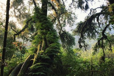 Trees growing in forest