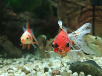 Fish swimming in sea