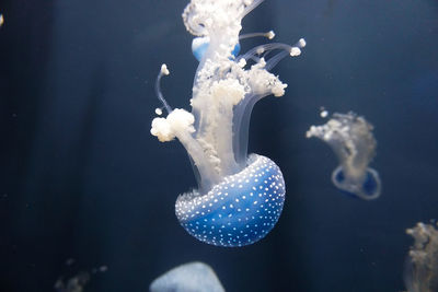 Close-up of jellyfish swimming in sea