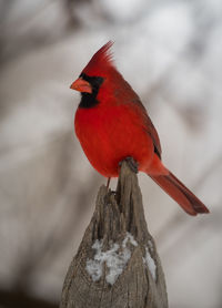 Close-up of bird perching on red outdoors