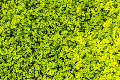 Full frame of leaves