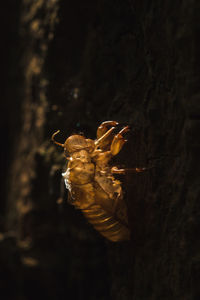 Close-up of bug on plant