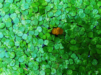 High angle view of leaves floating on water