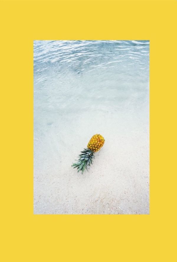 yellow, no people, studio shot, nature, colored background, animal, transfer print, close-up, indoors, flower, animal themes, animal wildlife, directly above, auto post production filter, freshness, plant, flowering plant, one animal, high angle view