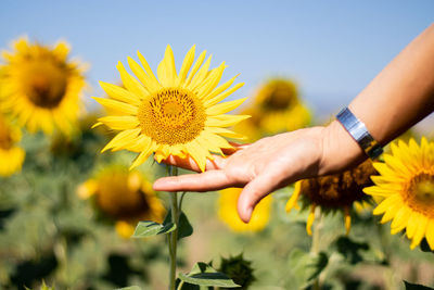 Cropped hand of woman touching sunflowers against clear sky