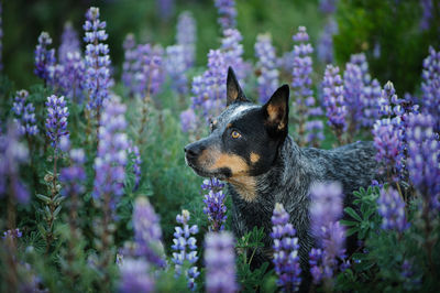 Dog looking away in garden