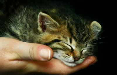 Close-up of hand holding kitten