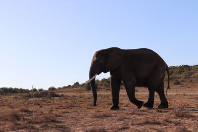 Horse standing in a field