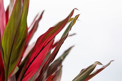 Close-up of red flowering plant against white background