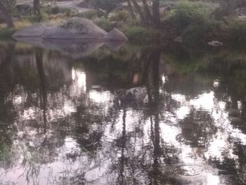 Reflection of trees in lake