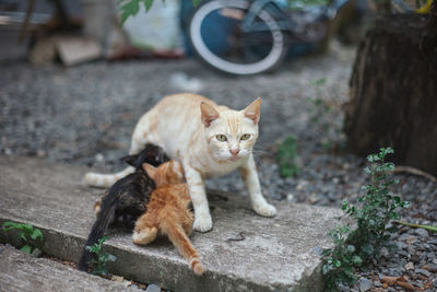 Cat on street