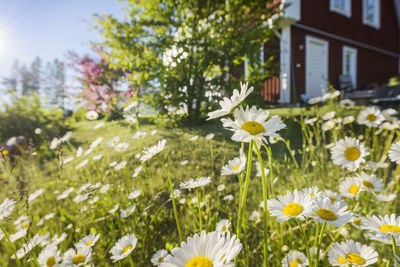 Close-up of fresh flowers blooming in garden