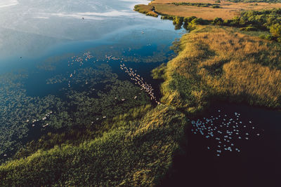 High angle view of trees by sea