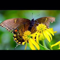 Close-up of butterfly pollinating flower