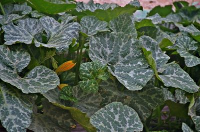 High angle view of raindrops on leaves