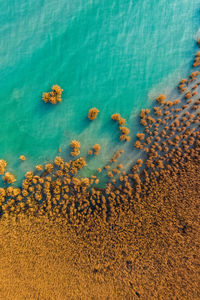 High angle view of coral in sea