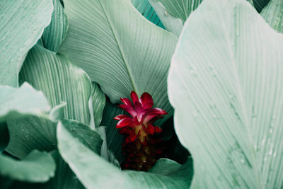 Close-up of flowering plant with red leaves