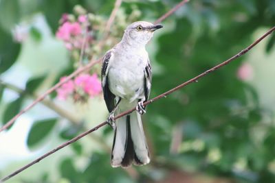 Close-up of bird perching on branch