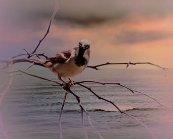Bird perching on a sea