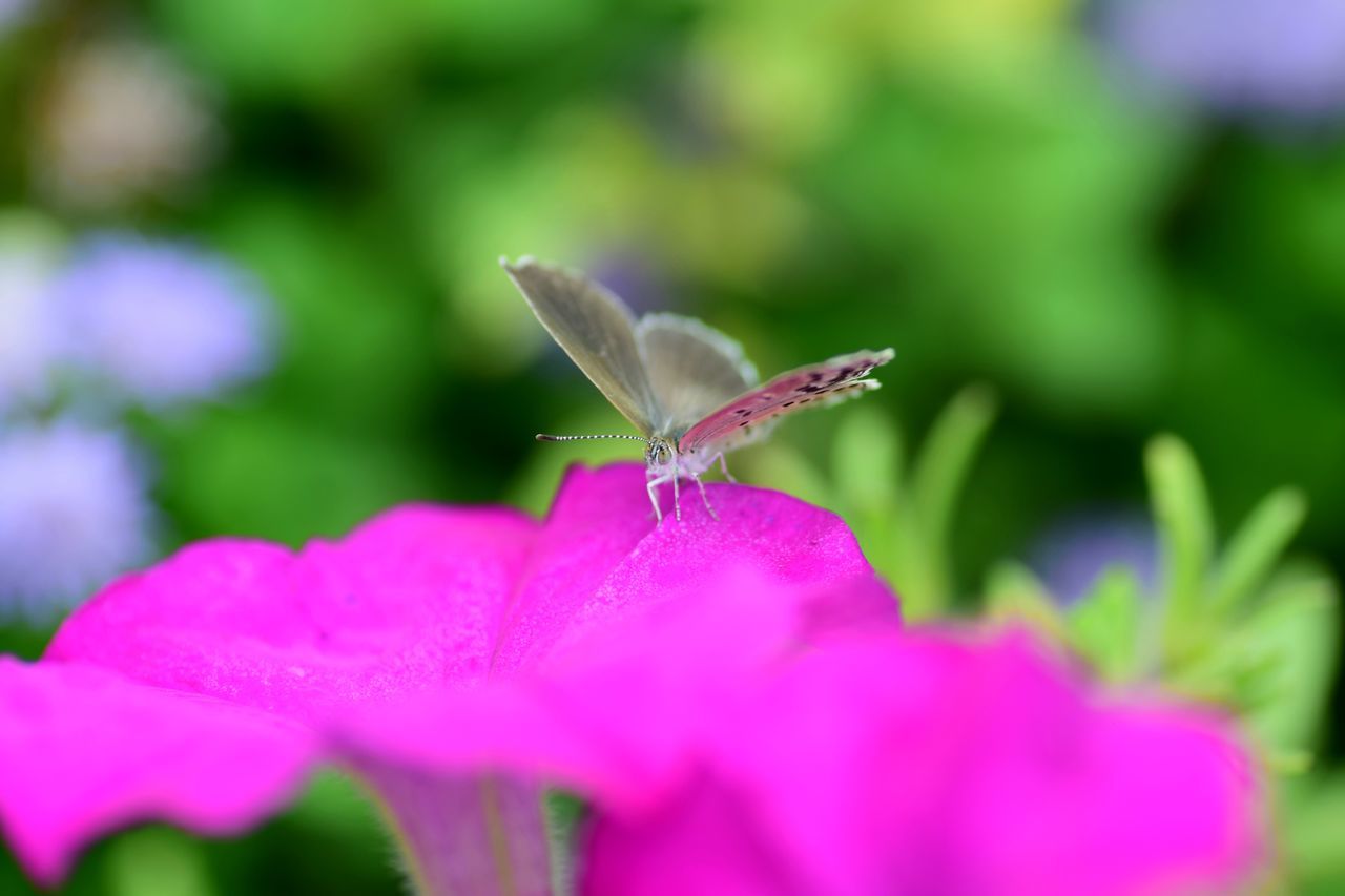 CLOSE-UP OF BUTTERFLY POLLINATING ON FLOWER