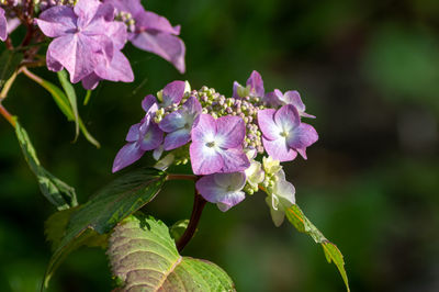 Close-up of purple flowering plant