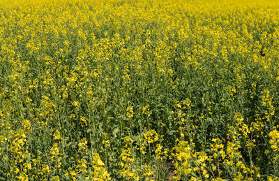 Full frame shot of oilseed rape field