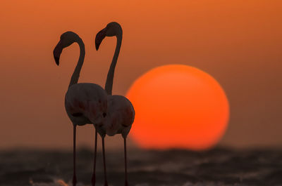 Flamingos at beach against clear orange sky