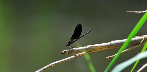 Close-up of insect perching on plant