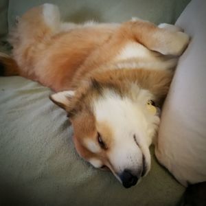 Close-up of dog lying at home