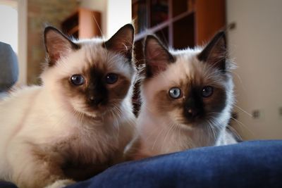 Portrait of kitten at home