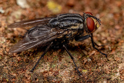 Close-up of fly