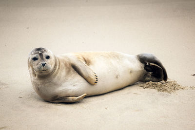 Full frame shot of cute seal pup lying on sand at beach looking at camera 0106-1