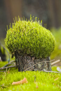 Close-up of moss growing on field