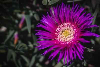 Close-up of pink flower