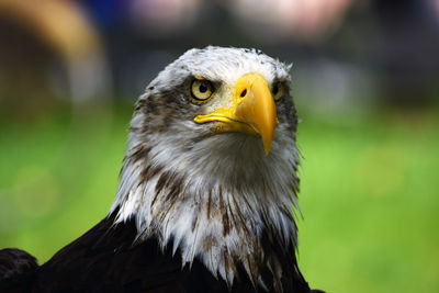 Close-up of eagle against blurred background