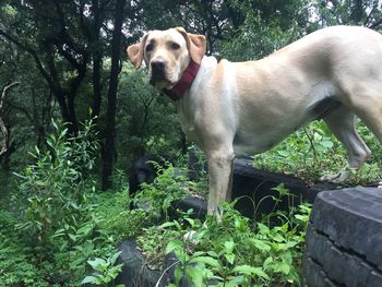 Portrait of a dog