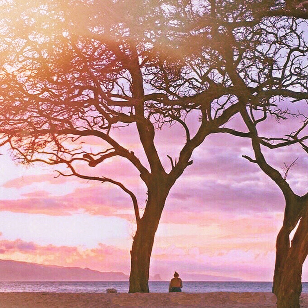 TREES ON BEACH AGAINST SKY