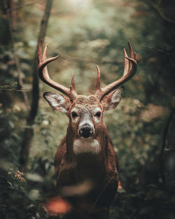 Portrait of deer in forest