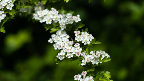 Close-up of flowering plant