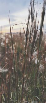 Close-up of stalks in field against sky