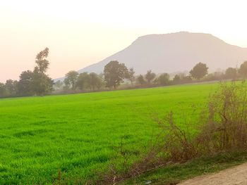 Scenic view of field against sky