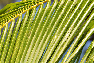 Close-up of palm leaves on sunny day