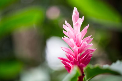 Close-up of pink flower