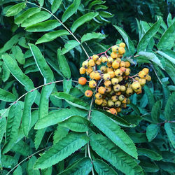 Close-up of fruits growing on tree