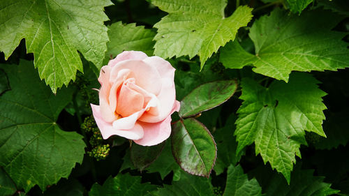 Close-up of pink rose leaves